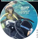  ??  ?? NO CHEW DON’T It chomps on an air line