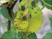  ?? WALTER REEVES ?? Black spot disease on roses results in yellow leaves with black spots.