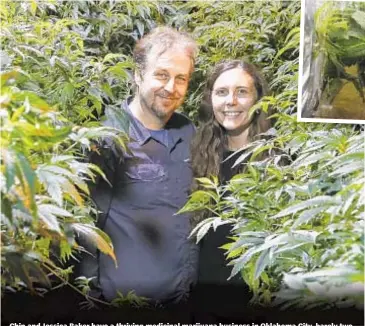  ??  ?? Chip and Jessica Baker have a thriving medicinal marijuana business in Oklahoma City, barely two years after the state loosened its pot-growing laws. Below, Jessica takes a cutting from one of the plants. Above right, a humidity dome is used to boost production.