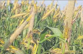  ??  ?? Locusts found in a farm in Barmer district.
HT PHOTO