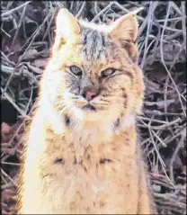  ?? CONTRIBUTE­D PHOTO ?? Susan Grue and Christ Patterson of Saints Rest, near Bass River, were pleasantly surprised to receive a visit on Christmas Day from a bobcat that came right up on their front deck.