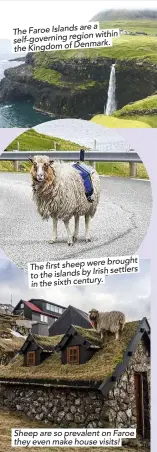  ??  ?? are a The Faroe Islands within self-governing region the Kingdom of Denmark. brought The first sheep were Irish settlers to the islands by y. in the sixth centur Sheep are so prevalent on Faroe they even make house visits!