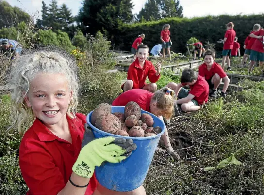  ??  ?? Barton Rural School pupil Celeste Gleeson, 11, shows off potatoes grown as part of a pay it forward project for the Salvation Army, while her classmates dig more.