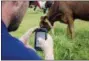 ?? BEN SELLON/GOOGLE VIA ASSOCIATED ?? In a photo taken last month and provided by Google, a person uses a phone to monitor a cow’s IDA, or “The Intelligen­t Dairy Farmer’s Assistant,” device in a pasture on Seven Oaks Dairy in Waynesboro, Ga. On the cow’s neck is the IDA device created by...
