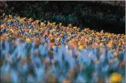  ?? LISA POWELL / STAFF ?? Each year the hillside at 1911 Ridgeway Rd. comes alive with yellow daffodils. John C. Gray and his wife, Mj, started planting them in 2006. There are 160,000 daffodils on display each spring.