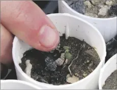  ?? AP PHOTO/SCOTT SONNER ?? In this 2020 file photo, a plant ecologist at the University of Nevada, Reno, points to a tiny Tiehm’s buckwheat that has sprouted at a campus greenhouse in Reno, Nev.