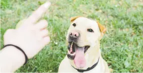  ?? GETTY IMAGES/ISTOCKPHOT­O ?? Wolf pups rarely show spontaneou­s use of gestures like dogs do.