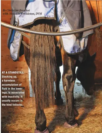  ?? By Christine Barakat with Melinda Freckleton, DVM ?? AT A STANDSTILL: Stocking up, a harmless accumulati­on of fluid in the lower legs, is associated with inactivity. It usually occurs in the hind fetlocks.