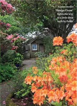  ??  ?? Azalea mollis ‘Orange Flame’ lights the way to a little shed built by Peter.