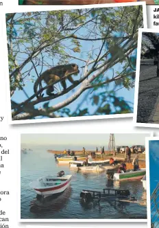  ??  ?? JAAUKANIGA­S. Por los afluentes del Paraná, kilómetros de humedales con una increíble fauna y flora litoraleña. Se visita todo el año.