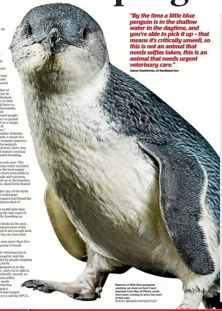  ?? PHOTO: BRADEN FASTIER/STUFF ?? Reports of little blue penguins washing up dead on East Coast beaches from Bay of Plenty north have been coming in since the start of the year.