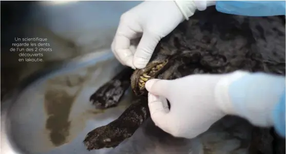  ??  ?? Un scientifiq­ue regarde les dents de l’un des 2 chiots découverts en Iakoutie.