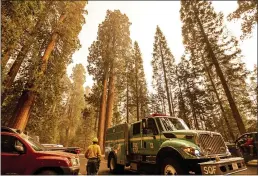  ?? NOAH BERGER — THE ASSOCIATED PRESS ?? A fire engine drives past sequoia trees in Lost Grove as the KNP Complex Fire burns about 15miles away on Friday in Sequoia National Park