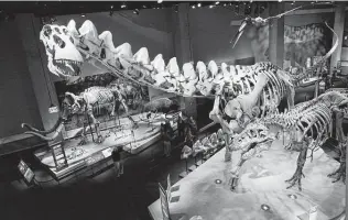  ?? Dallas Morning News file photo ?? The largest Alamosauru­s skeleton model on Earth looms large at the Perot Museum of Nature and Science in Dallas. It measures 85 feet long.