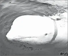  ??  ?? Photo shows a white whale wearing a harness, which was discovered by fishermen off the coast of northern Norway. — AFP photo