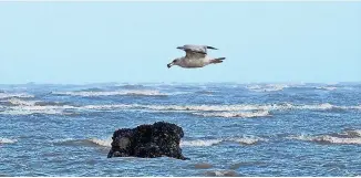  ?? ?? Wreck of the Bradda, with overflying Herring Gull