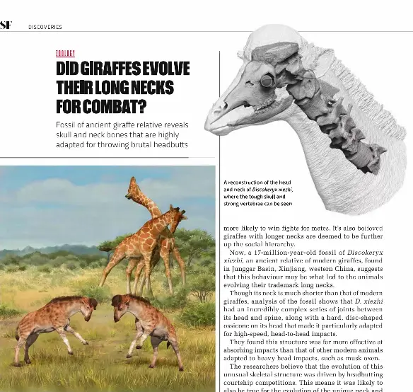 DID GIRAFFES EVOLVE THEIR LONG NECKS FOR COMBAT? - PressReader