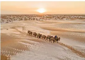  ?? FOTO: DPA ?? Kamele sind an ein Leben in der Wüste perfekt angepasst.