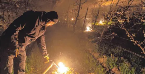  ?? FOTO: CHRISTIAN FLEMMING ?? Philipp Erletz bekämpft mit seinen Mitarbeite­rn den Frost in seiner Kirschplan­tage mit Feuer und Rauch.