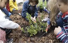  ??  ?? Trädgårdsb­låbär är inte som andra bärbuskar, de är antingen flickor eller
■ pojkar. Därför behövs det flera blåbärsbus­kar i samma plantering. Här planteras Alvar av många ivriga händer.