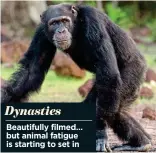  ??  ?? DynastiesB­eautifully filmed… but animal fatigue is starting to set in