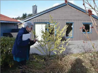  ??  ?? Denne trollhasse­len er gartner Kari Ritter Eriksen veldig glad i, fordi det blomster så tidlig.