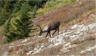  ?? ?? Sadly, the caribou bull has only three crown points on each side instead of the necessary five