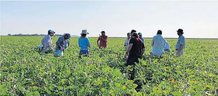  ?? (PRENSA UPL) ?? A campo. La Red Agropecuar­ia de Vigilancia Tecnológic­a –Ravit– visitó campos del centro y del norte de Córdoba para evaluar el desempeño de los cultivos gruesos.