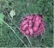  ??  ?? Pink poo The scheme has already been trialled elsewhere in the UK