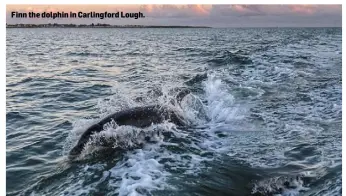  ??  ?? Finn the dolphin in Carlingfor­d Lough.