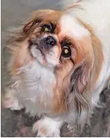  ??  ?? Flossie is a 7-year-old Pekingese female, an ideal Christmas present.