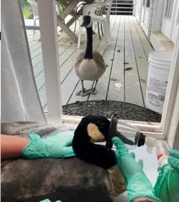  ?? ?? AMELIA PEERS IN from outside as her mate, Arnold, is prepped for surgery to repair his fractured foot.