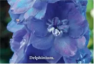  ??  ?? Delphinium.