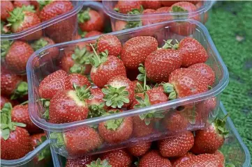  ?? ?? TAKE YOUR PICK: Slower ripening means this season’s strawbs will be large and juicy.