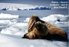  ??  ?? Walrus – here in Svalbard – star in Blue Planet II.