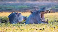  ??  ?? Mana Pools wird unter Afrika-Kennern immer noch als Geheimtipp für spektakulä­re Tierbeobac­htungen gehandelt.