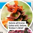  ?? ?? Salvia africanalu­tea and, below, ‘Ember’s Wish’