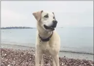  ?? Contribute­d photo ?? Lexi, an 11-year-old yellow lab mix, has been missing since Dec. 7 in Wilton.