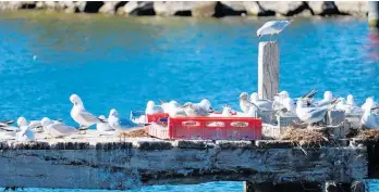  ?? Photo / Krysia Nowak ?? Black-billed gulls at Motuoapa Marina transition from the jetty to a crate in April this year.