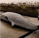  ?? AP ?? Nel 2019.Il Giappone riprenderà la caccia alle balene