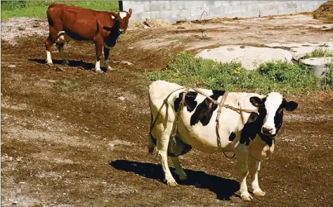  ?? FOTO: FREDRIKA SUNDÉN ?? Det är oftast mindre mjölkgårda­r som lägger av. Att vara mjölkbonde är ett heltidsjob­b varje dag under året.
