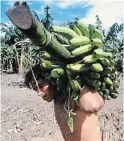  ?? JAIME PUEBLA ASSOCIATED PRESS FILE PHOTO ?? A man carries a large bunch of bananas from a plantation in Honduras. Food workers around the world labour under harsh conditions, often with no protection­s. Julie Francoeur writes that her organizati­on works at improving those conditions.