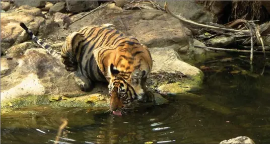  ?? PHOTOS BY DEAN FOSDICK, THE ASSOCIATED PRESS ?? A tiger drinks at a watering hole at Ranthambor­e National Park in northern India. During summer days, temperatur­es frequently top out around 120 F.