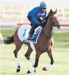  ?? Getty ?? Cross Counter gallops during a trackwork session at Werribee Racecourse ahead of today’s Melbourne Cup