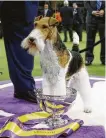  ?? Frank Franklin II / Associated Press ?? King, a wire fox terrier, won best in show at the 143rd Westminste­r Kennel Club Dog Show on Tuesday night.