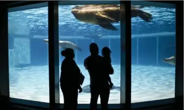  ?? TARA WALTON/TORONTO STAR FILE PHOTO ?? Visitors take in Baker, an older male sea lion, in Marineland’s underwater viewing area this summer.