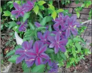  ??  ?? The perennial vine clematis comes in a wide range of colors.