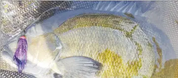  ?? ANDREW HOWARTH ?? Rules are only rules—proof of concept: a 21” smallmouth bass fooled by a steelhead fly.