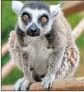  ?? U.S. attorney’s office ?? ISAAC, a 32-year-old lemur, is happily back at the Santa Ana Zoo.