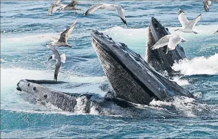  ?? J. SCOTT APPLEWHITE / AP ?? La capacidad de ingerir gran cantidad de krill en cada bocado ha sido clave en el crecimient­o de las ballenas